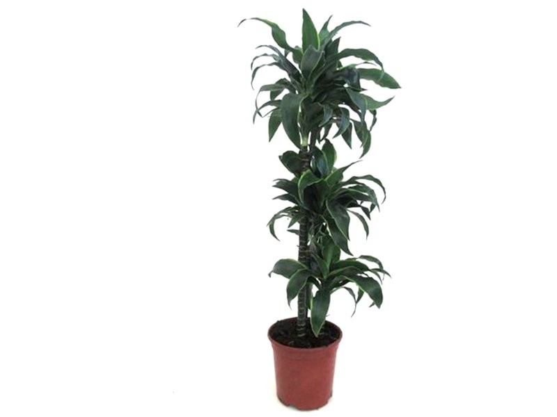 DRACAENA DORADO 60.30.15 M20-100cm.