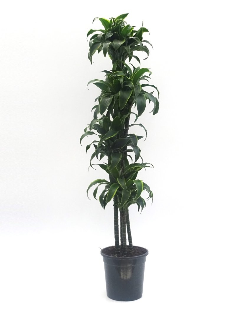 DRACAENA DORADO 120.90.60.30 M25 H160