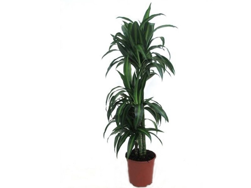 DRACAENA HAWAIAN 90.60.30 M22