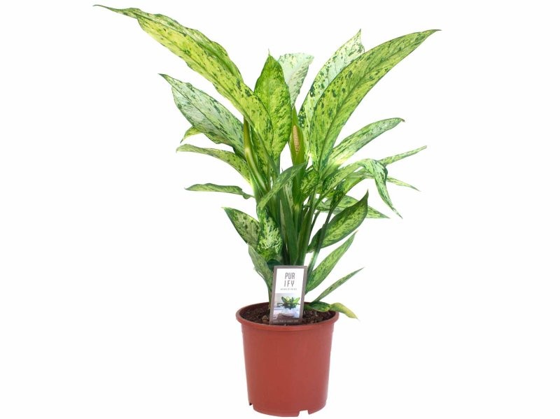 DIEFFENBACHIA  M17 VESUVIUS