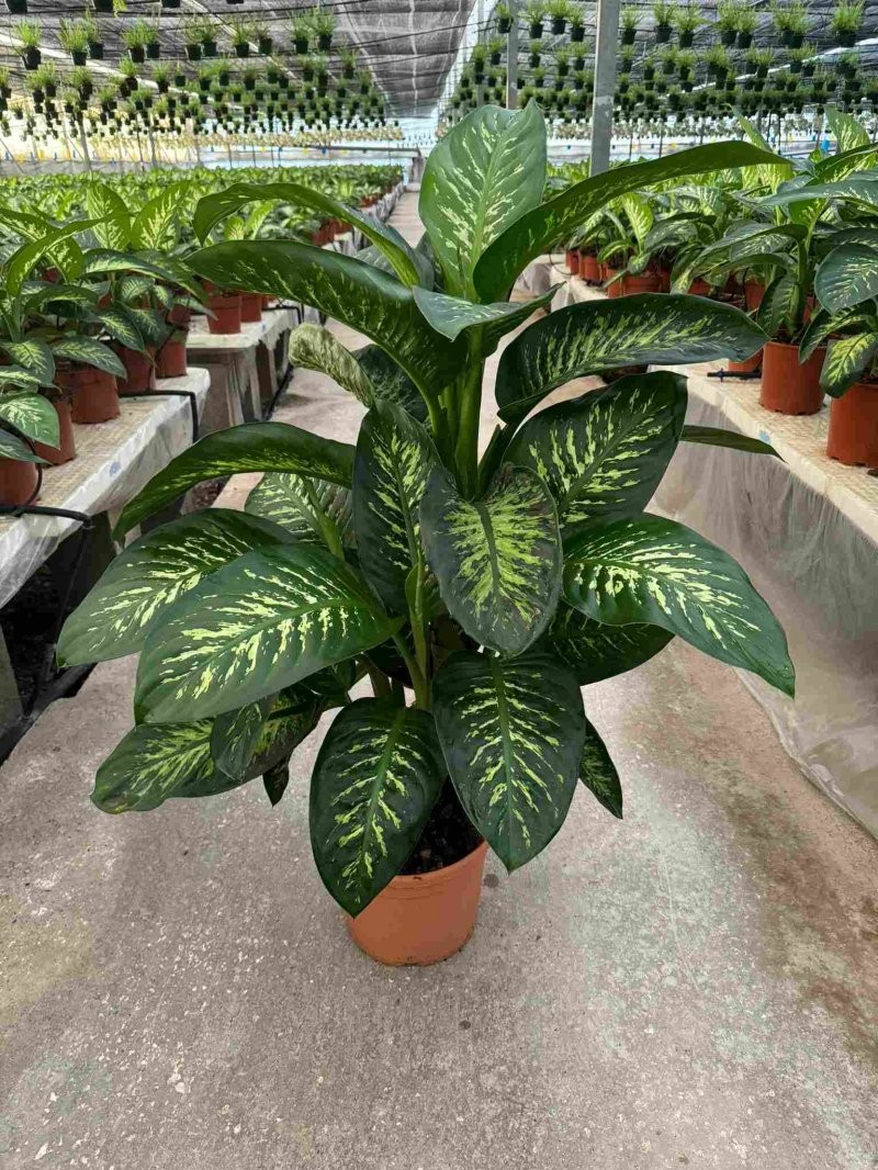 DIEFFENBACHIA TROPIC  M30