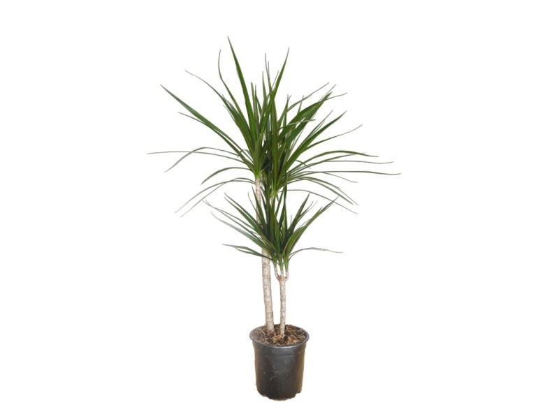 DRACAENA MARGINATA, 2 troncs M17- 45.15