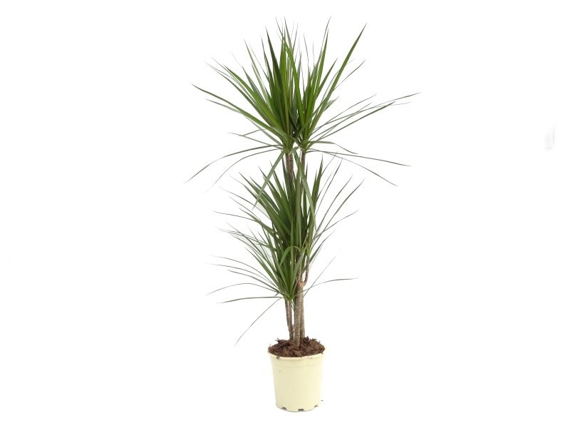 DRACAENA MARGINATA, 3 troncs M20 60.30.15