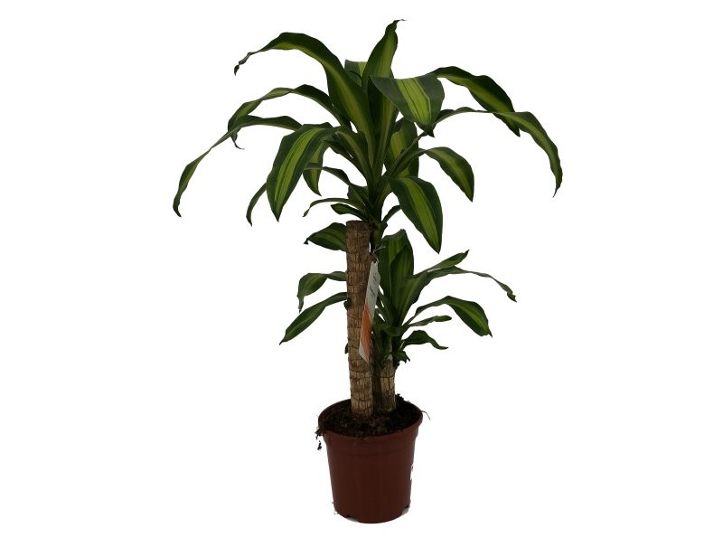 DRACAENA MASSANGEANA, 45.20 M17- 70cm.