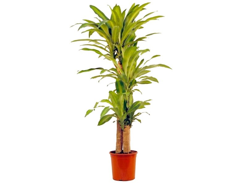 DRACAENA MASSANGEANA, 90.60.30 M22 130cm.