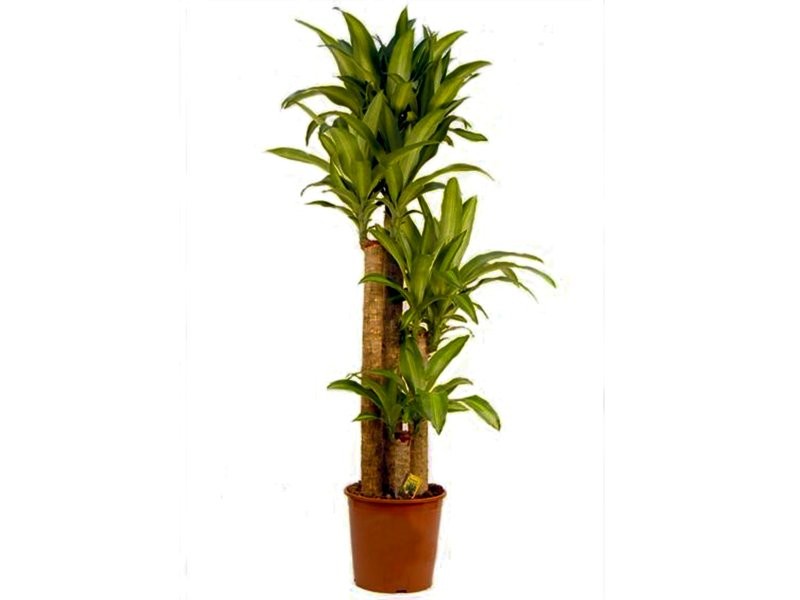 DRACAENA MASSANGEANA, 120.90.60.30 M25 160cm.