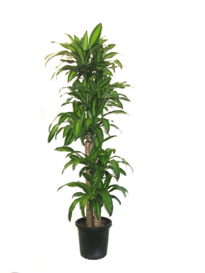 DRACAENA MASSANGEANA, 150.120.90.60.30 M30 H180
