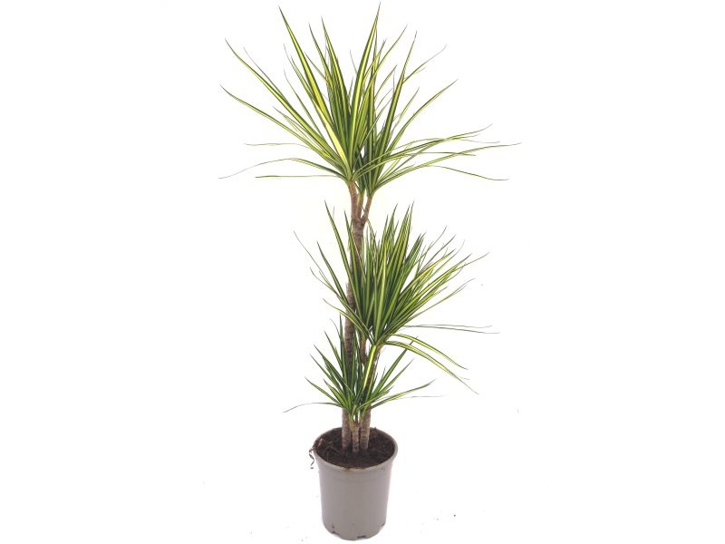DRACAENA MARG. BICOLOR SUNRAY 60.30.15 M21 H120