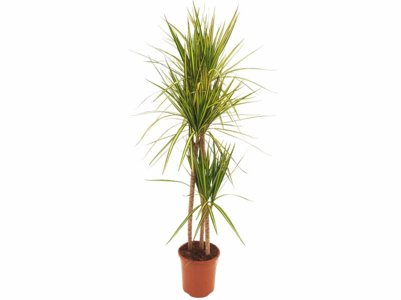 DRACAENA MARG. BICOLOR SUNRAY 90.60.30 M22