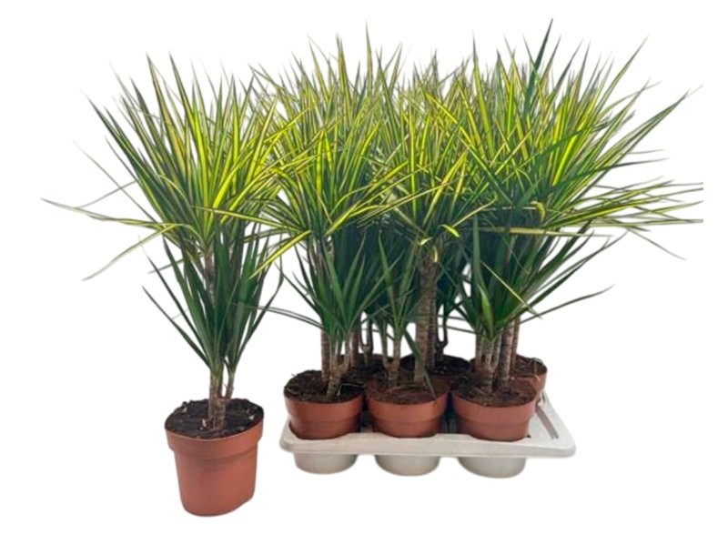 DRACAENA MARG. CARNAVAL 45.15 M17