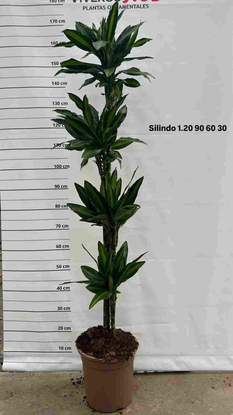 DRACAENA SILINDRO 120.90.60.30 M25 H170
