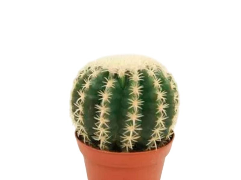 ECHINOCACTUS GRUSONII M17 H20 Brevispinus