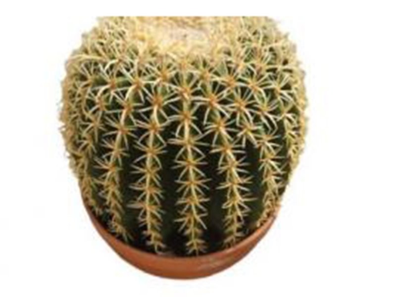 ECHINOCACTUS GRUSONII M20 Brevispinus