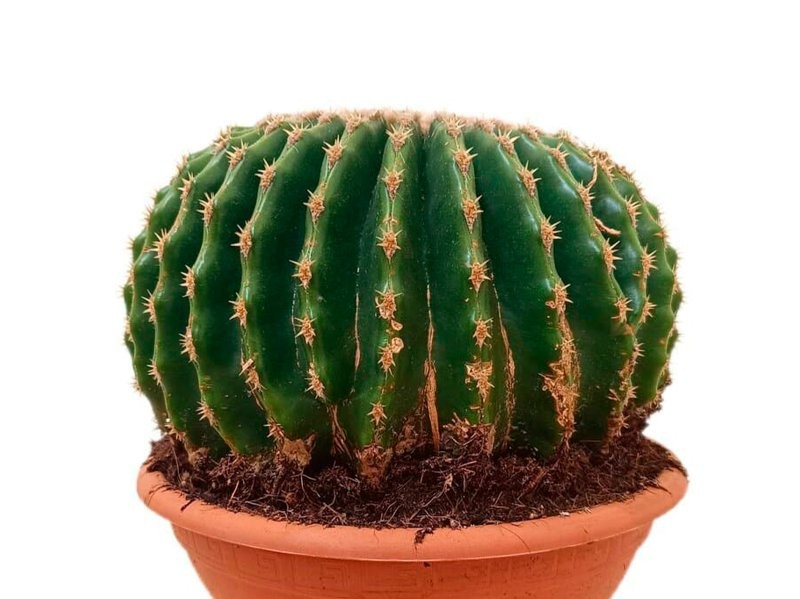 ECHINOCACTUS GRUSONII M20 H20 Inermis