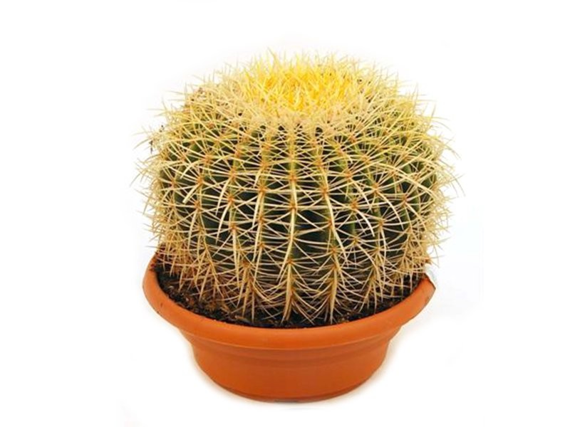 ECHINOCACTUS GRUSONII M25 H25