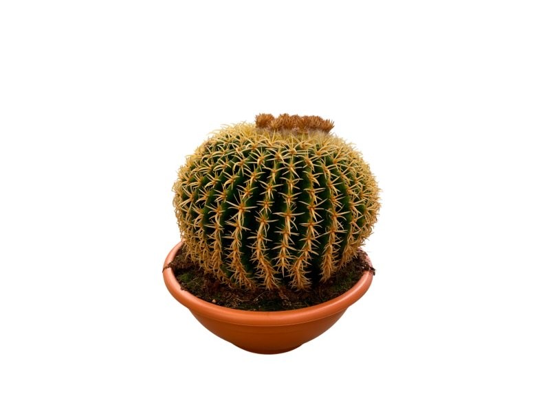 ECHINOCACTUS GRUSONII M25 H25 Brevispinus