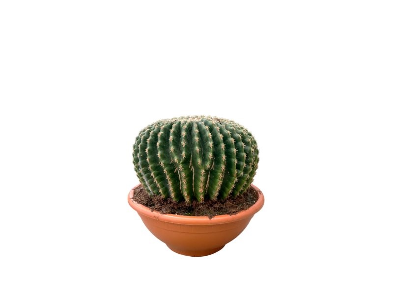 ECHINOCACTUS GRUSONII M25 H25 Inermis