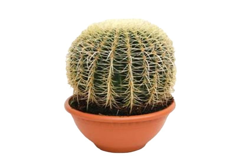 ECHINOCACTUS GRUSONII T30
