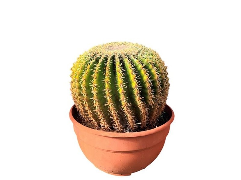 ECHINOCACTUS GRUSONII M30 H30 Brevispinus