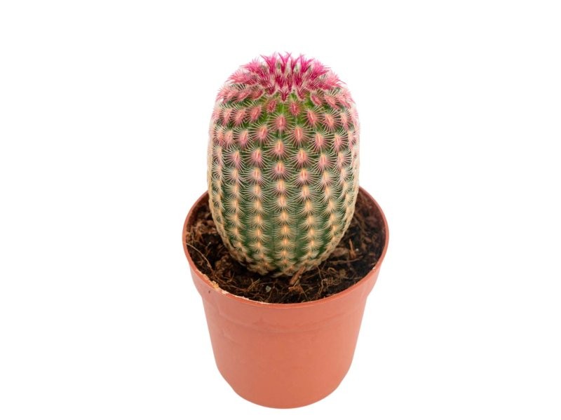 ECHINOCEREUS RUBRISPINUS M 8.5