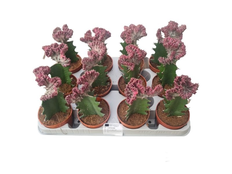 CACTUS EUPHORBIA LACTEA  M8.5