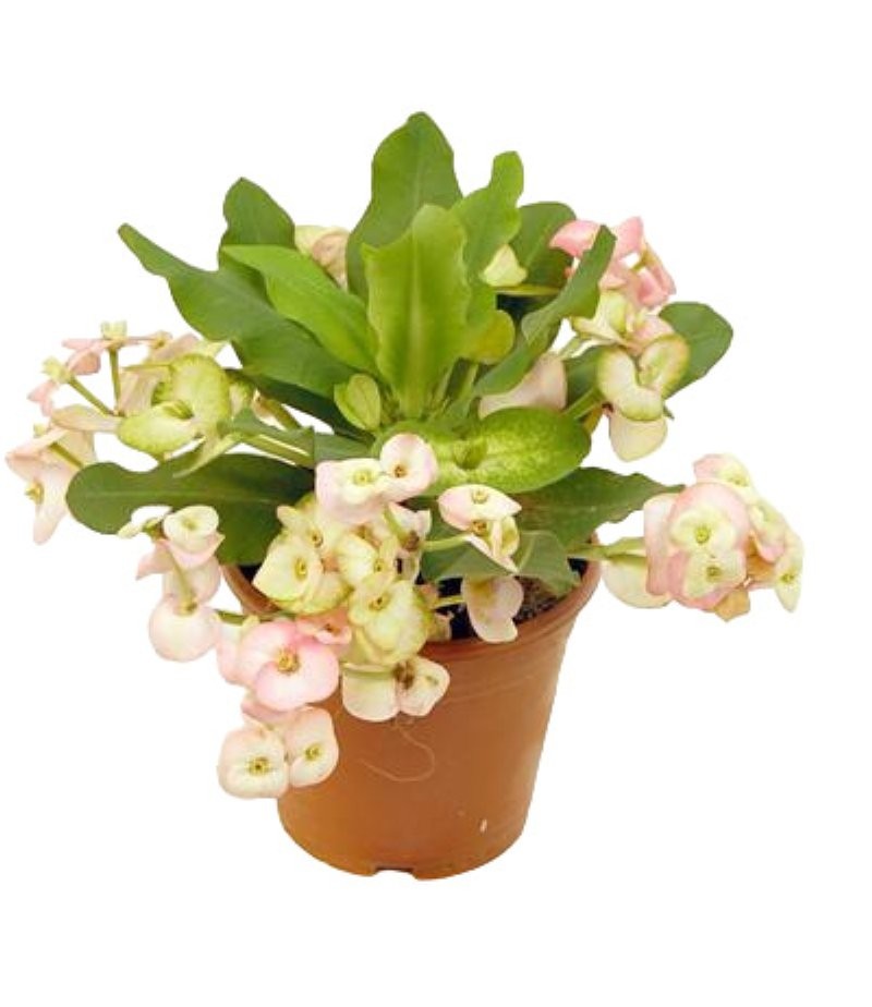 EUPHORBIA  MILII MIX  M14