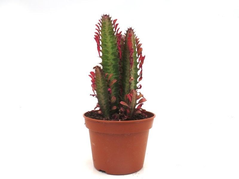 EUPHORBIA  M15 TRIGONA RUBRA