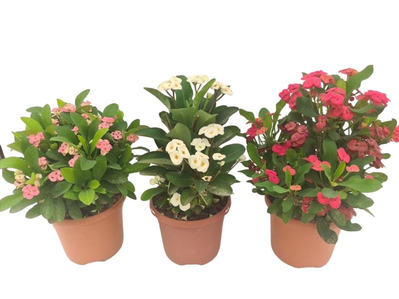 EUPHORBIA  MILII  M17 MIX