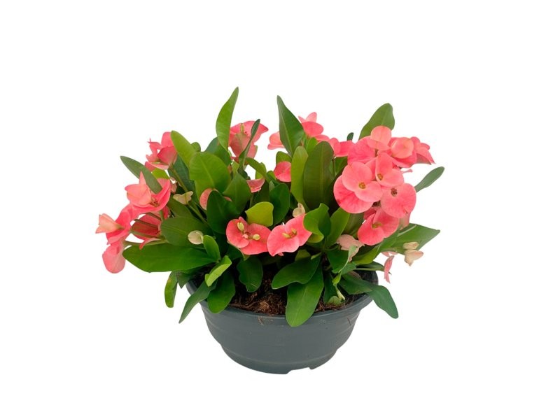 EUPHORBIA MILLI T20 Queen Charlotte