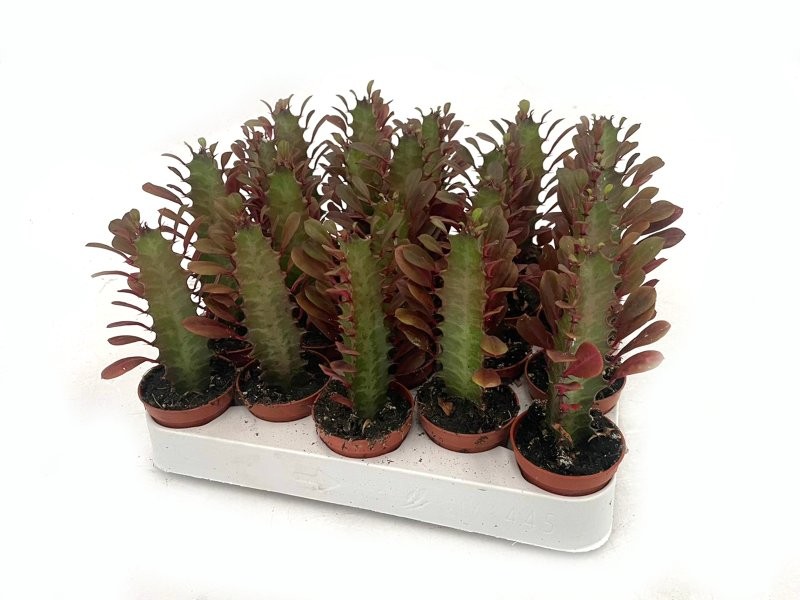 EUPHORBIA M 5.5 Trigona Rubra (bandeja 20 und.)