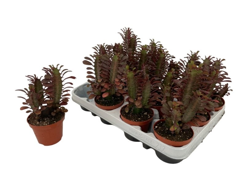 EUPHORBIA TRIGONA  M 9 (preu unitat)