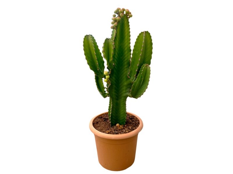 EUPHORBIA INGENS M30
