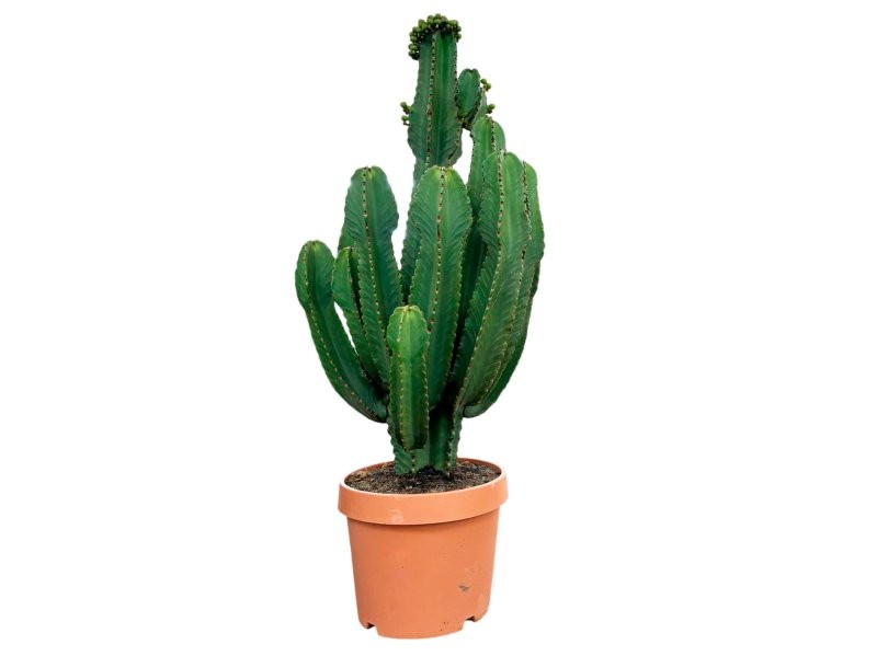 EUPHORBIA INGENS M32