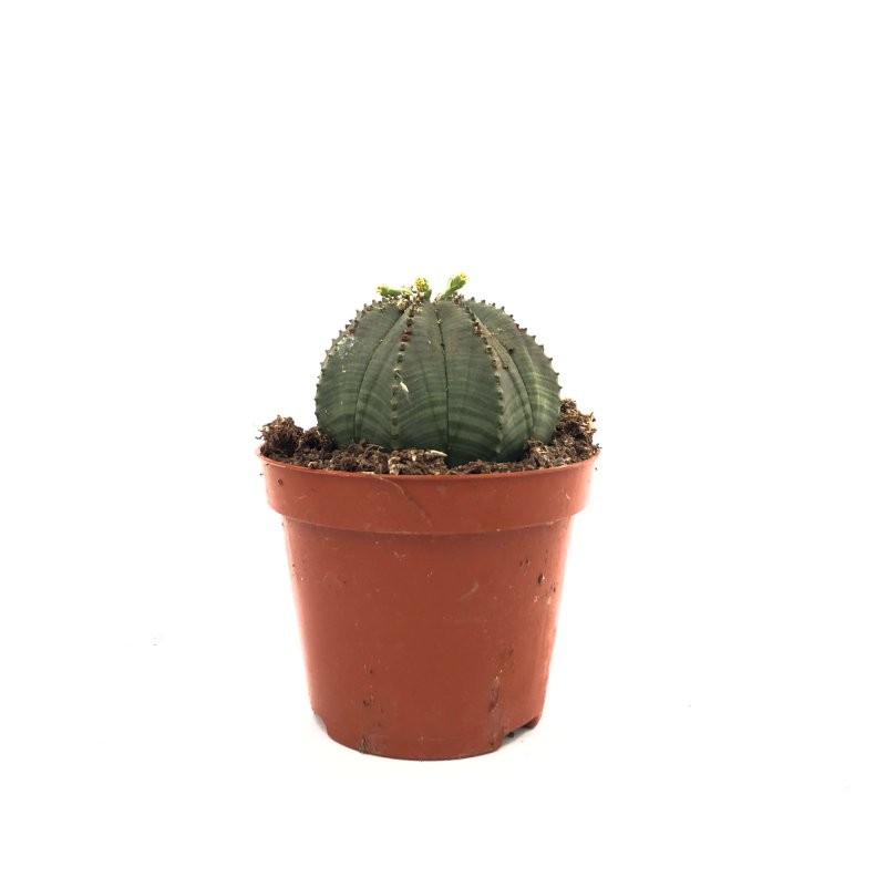 EUPHORBIA OBESA M 8.5 H7