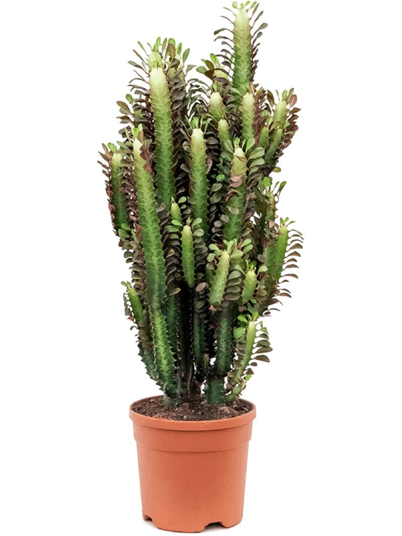 EUPHORBIA TRIGONA M25