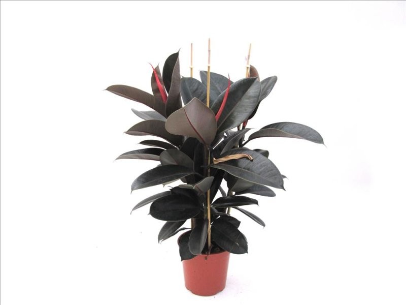 FICUS ROBUSTA ABDIJAN 3 plantes, M20-90cm.