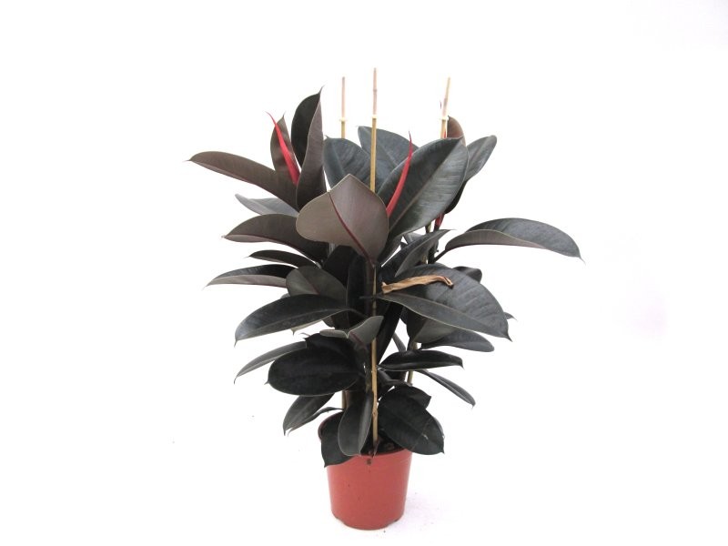 FICUS ROBUSTA ABDIJAN  3 plantes, M22-120cm.