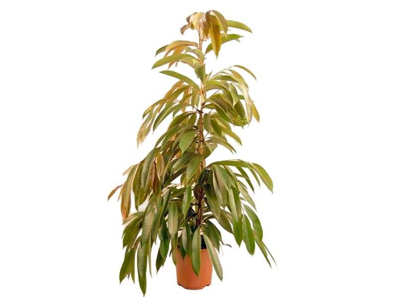 FICUS AMSTEL KING  M21-120cm.