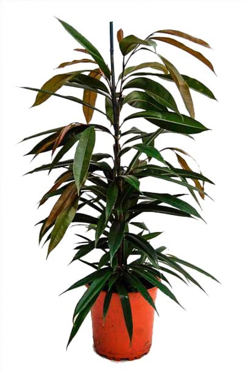 FICUS AMSTEL KING  M17- 90cm.