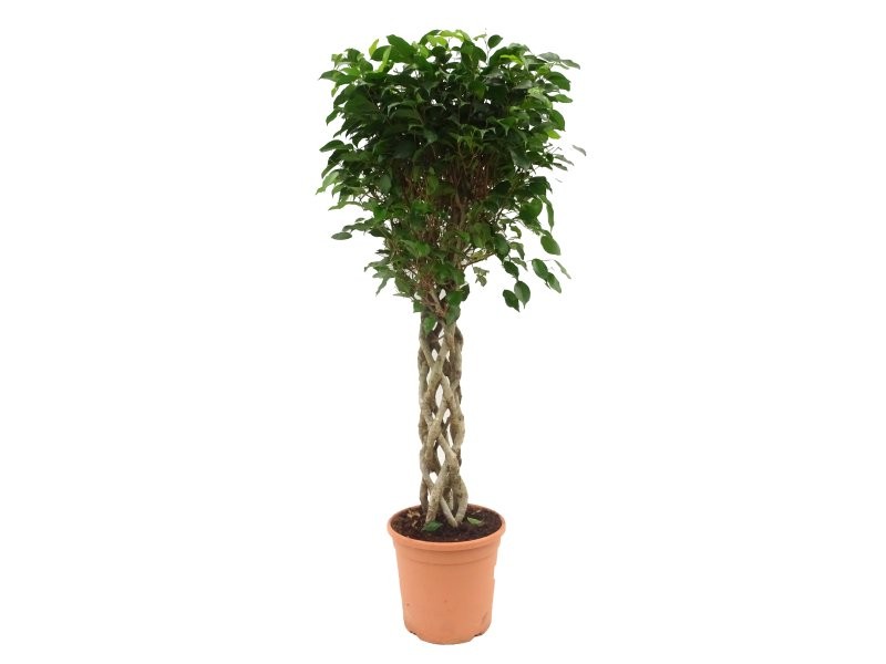 FICUS BENJ. BOLA M30-150cm. CILINDRE Sr