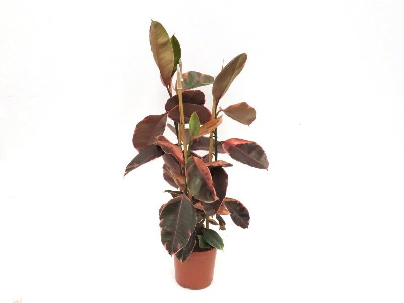 FICUS BELICE  M20 90cm  3 Cañas