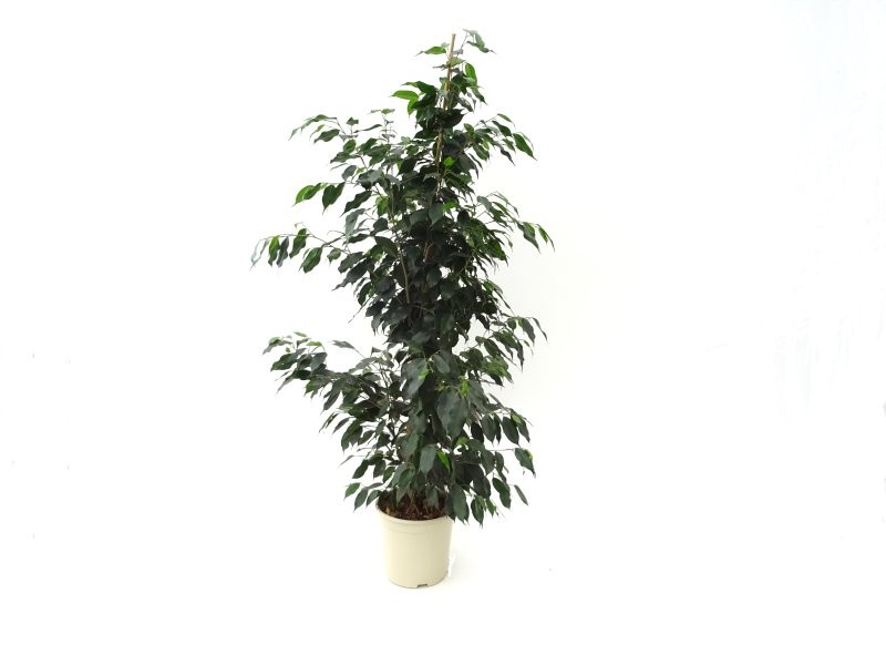 FICUS BENJ. DANIELE  M20-120cm. Sr.