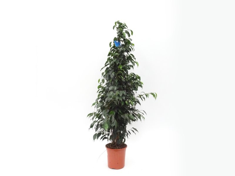FICUS BENJ. DANIELE  M22-150cm. Sr.