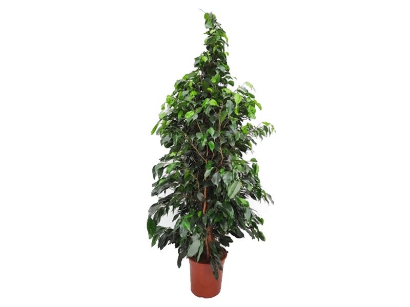 FICUS BENJ. DANIELE  M25-180cm.