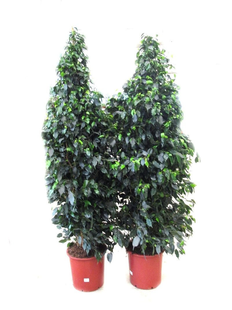 FICUS BENJ. DANIELE M40-240cm. Sr.