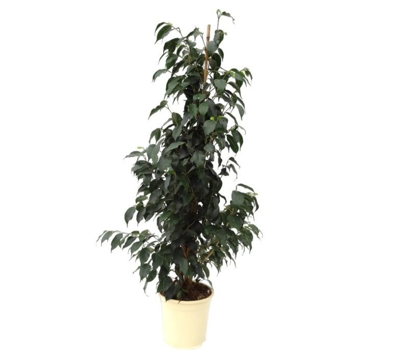 FICUS BENJ. DANIELE  M17- 90cm.