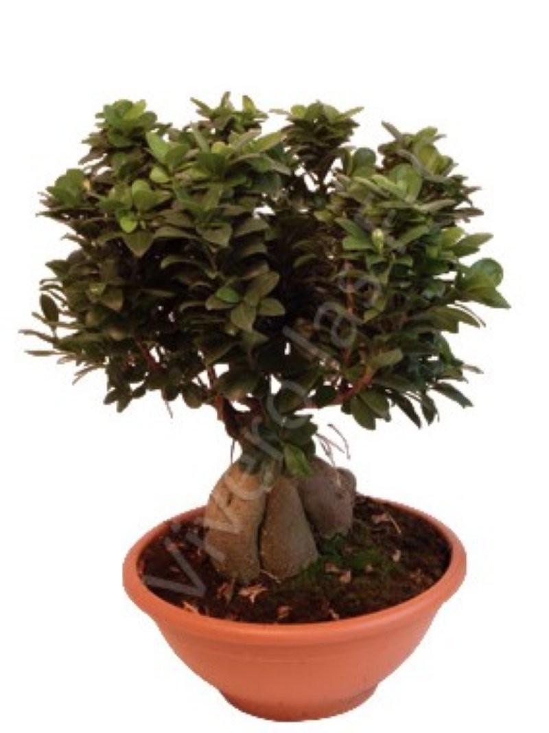 FICUS GINGEIN M35 BOL ROMA
