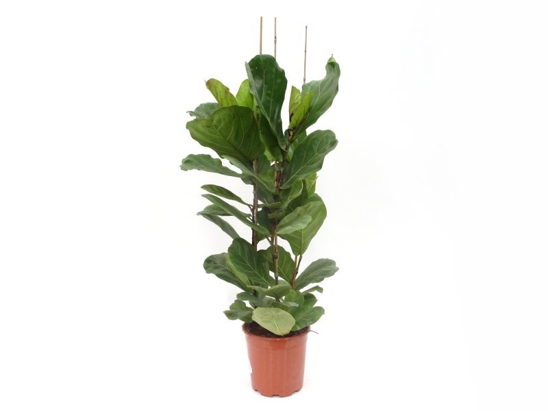 FICUS LYRATA 3plantes M22-120cm.
