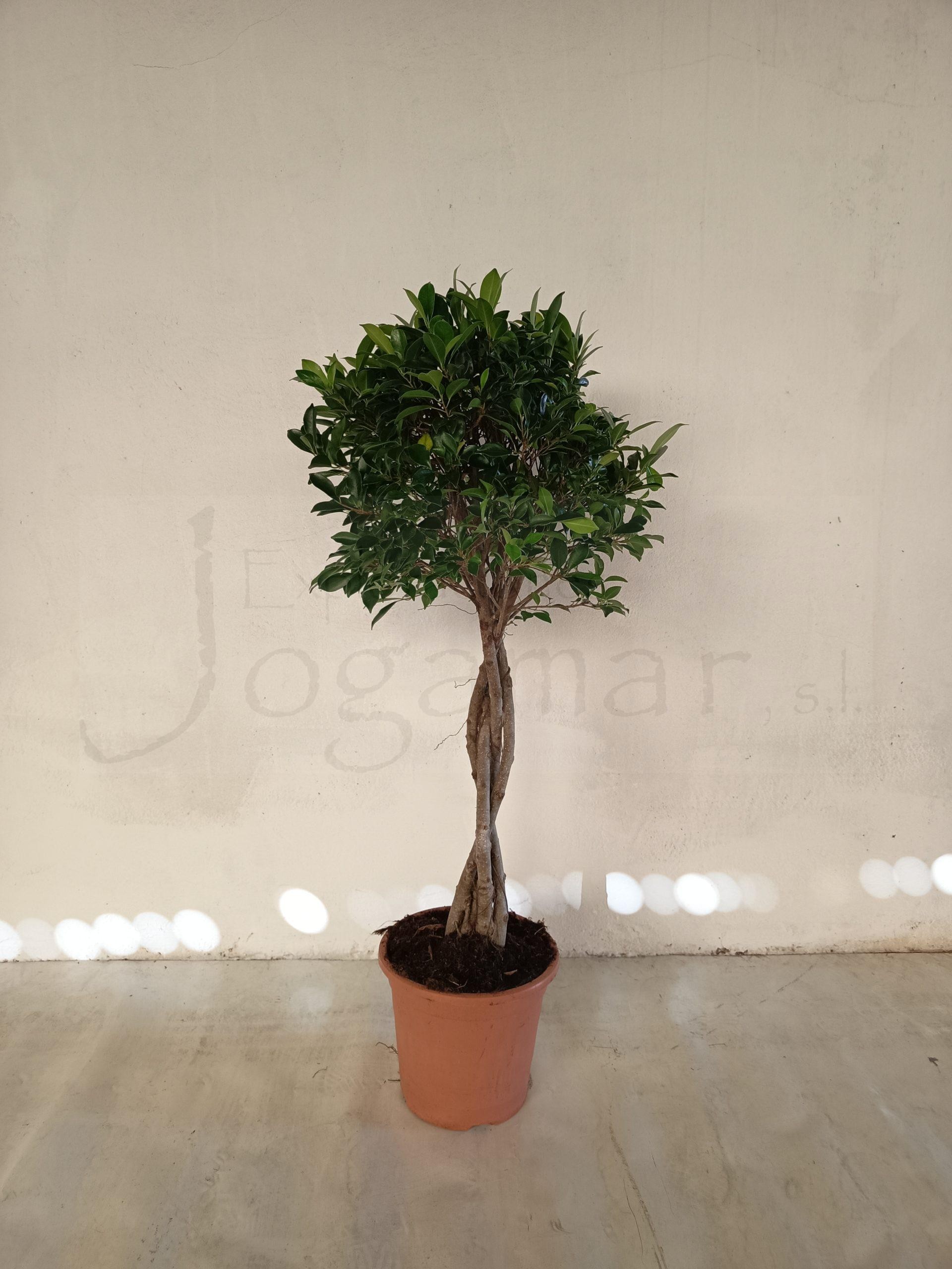 FICUS NITIDA BOLA TRENAT M25 H110
