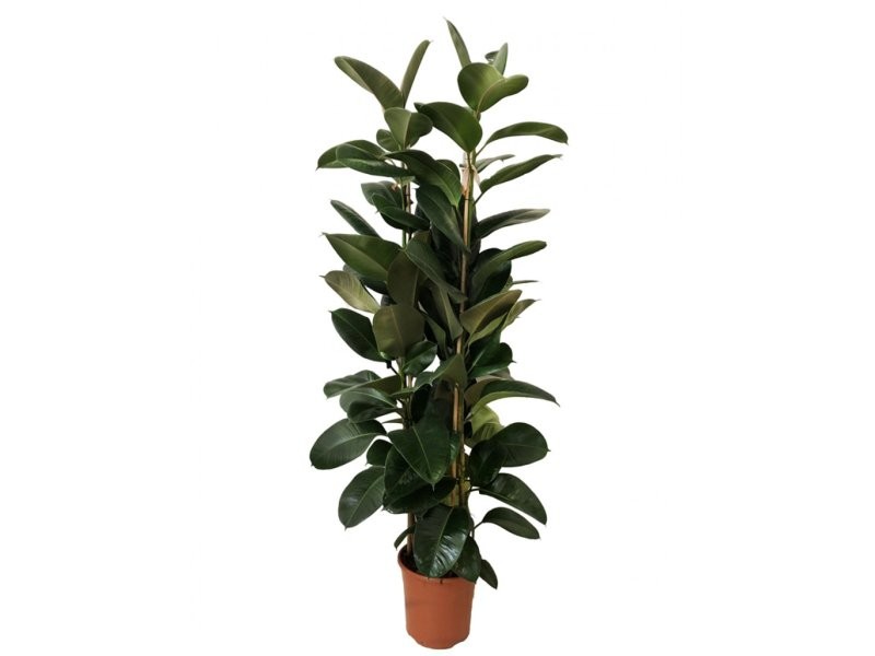 FICUS ROBUSTA, 3 plantes M35-180cm.